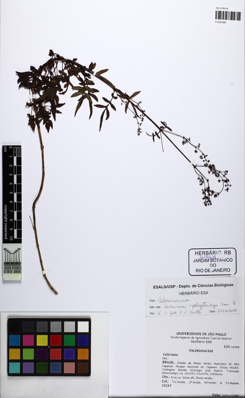 Valeriana caparaoensis photo 2