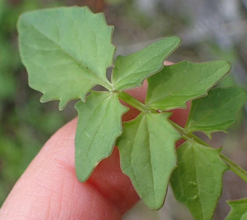 Valeriana capensis var. capensis