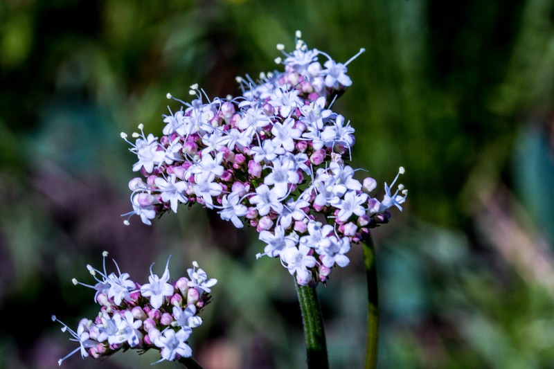 Valeriana capensis var. capensis photo 2