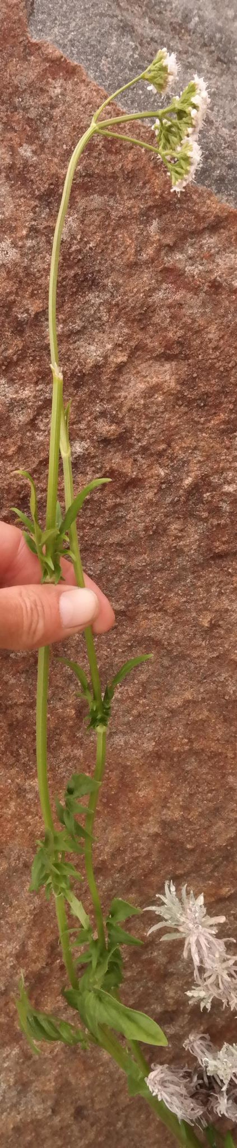 Valeriana capensis var. capensis photo 3