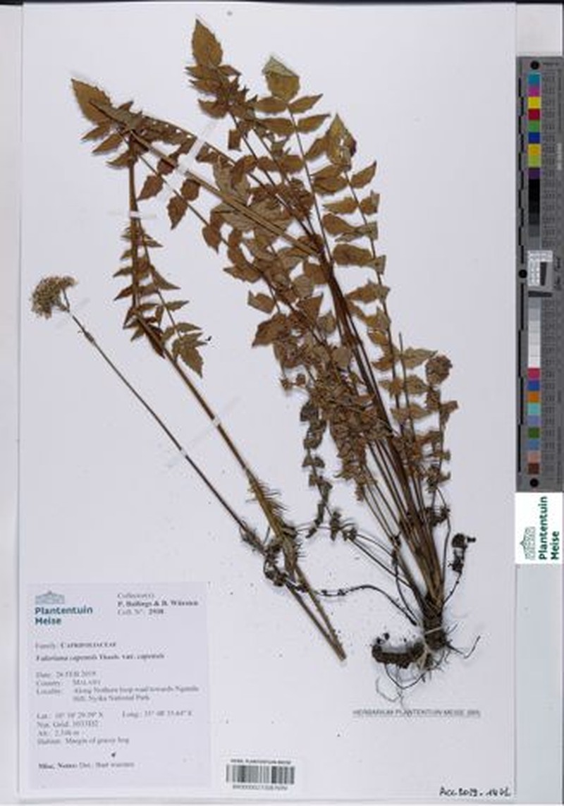 Valeriana capensis var. capensis photo 4