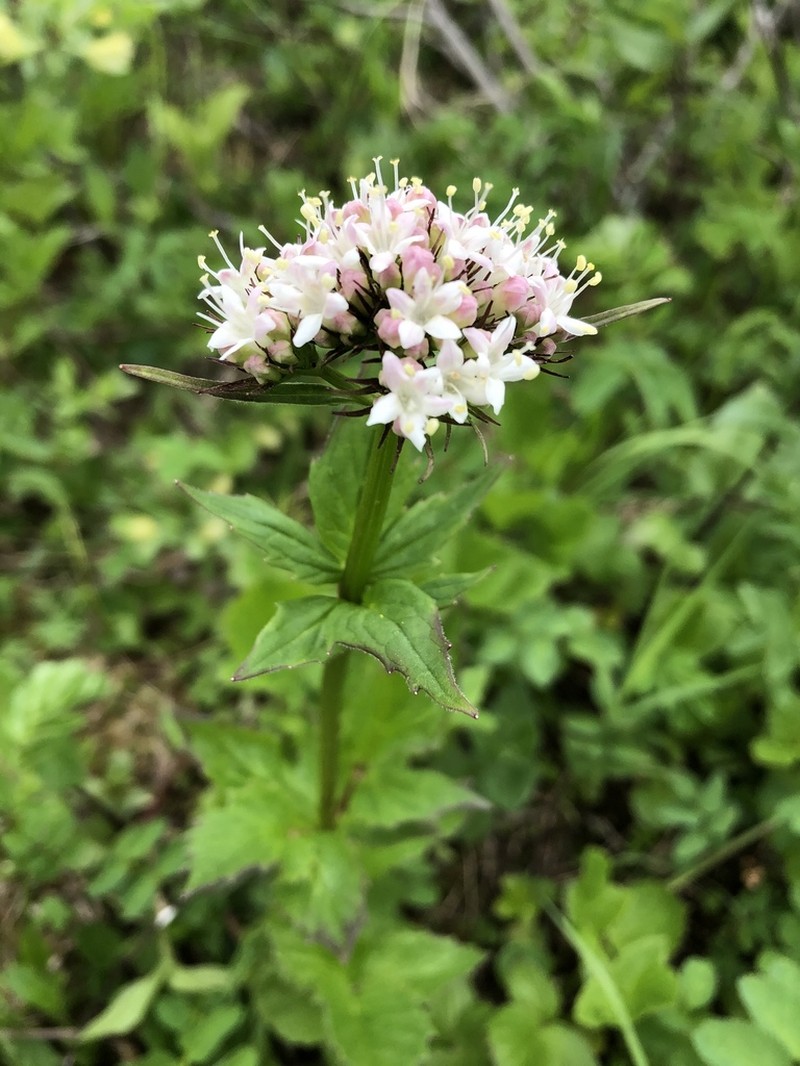 Captiate Valerian