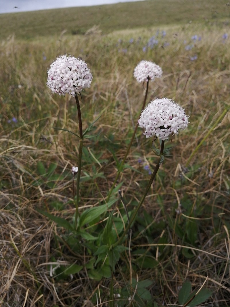 Captiate Valerian photo 2