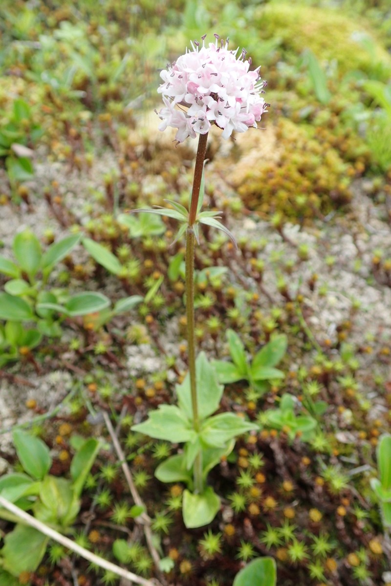 Captiate Valerian photo 4