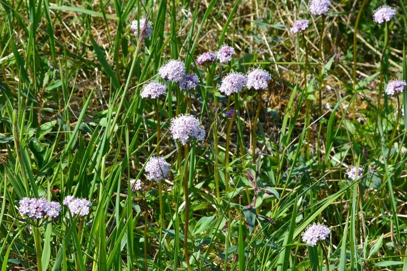 Captiate Valerian photo 5