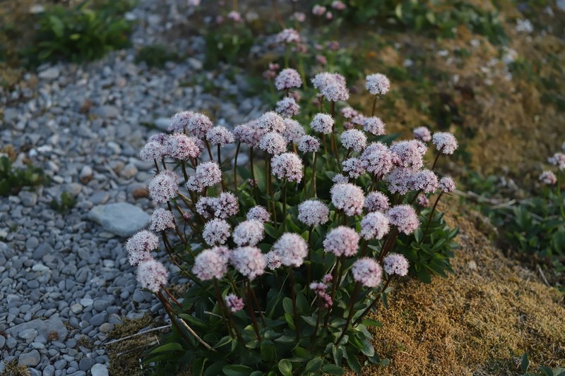 Captiate Valerian photo 6