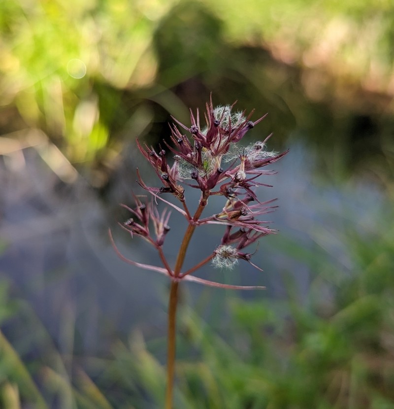 Captiate Valerian photo 7