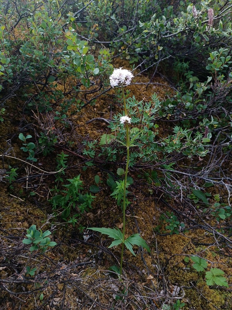 Captiate Valerian photo 8