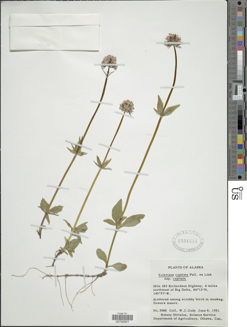 Valeriana capitata subsp. capitata