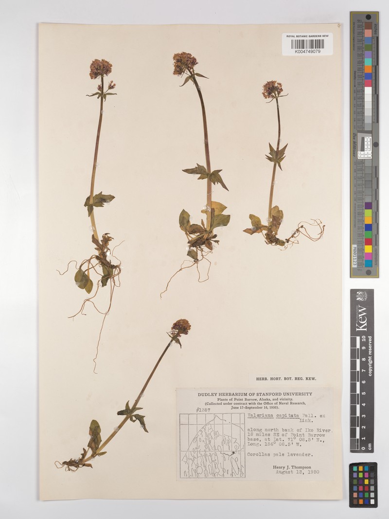 Valeriana capitata subsp. capitata photo 2