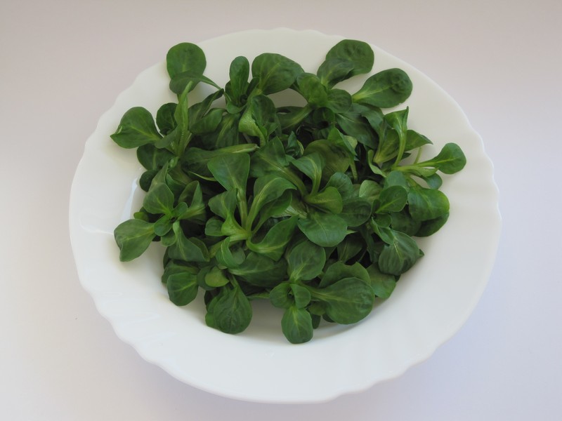 European Cornsalad photo 2