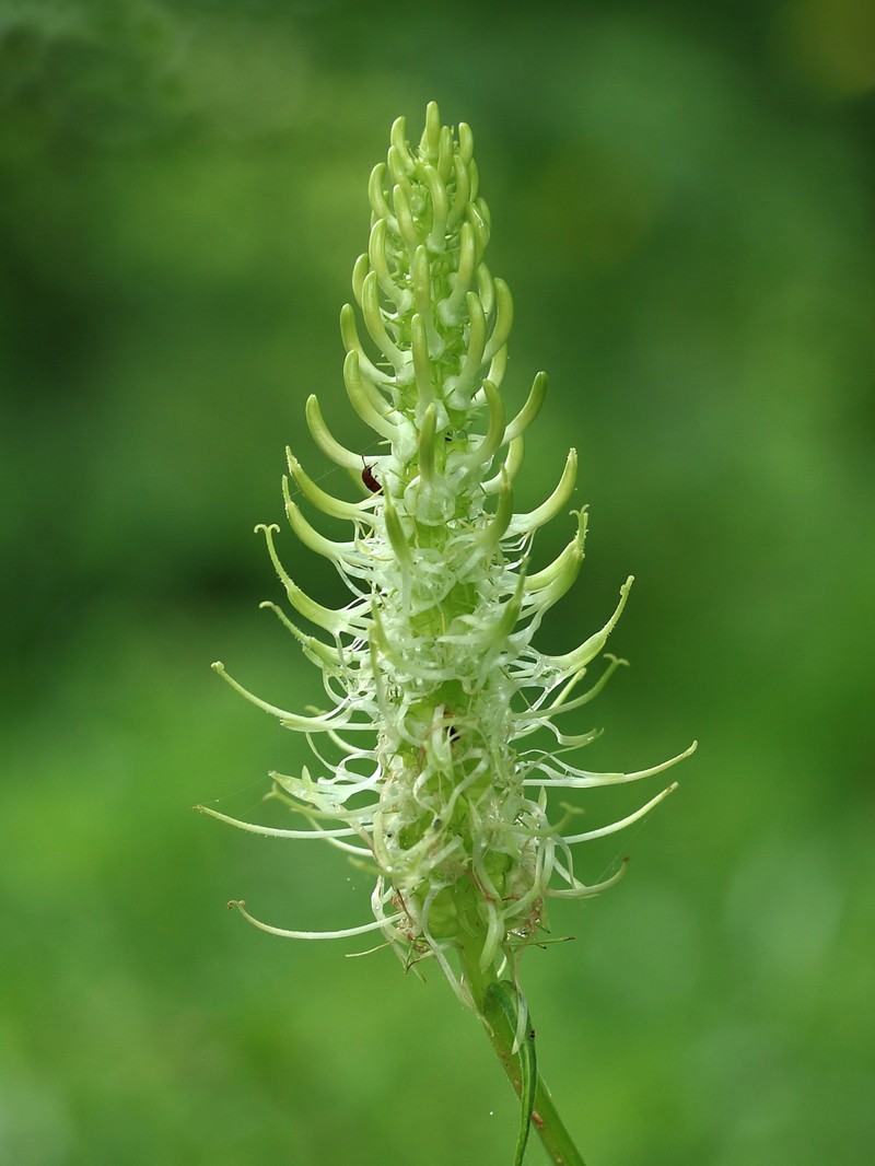 European Cornsalad photo 3