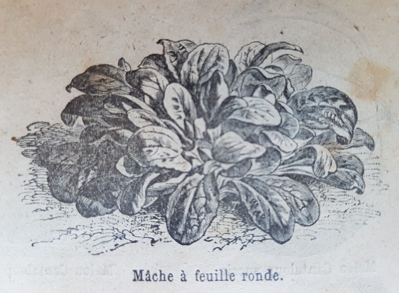 European Cornsalad photo 4