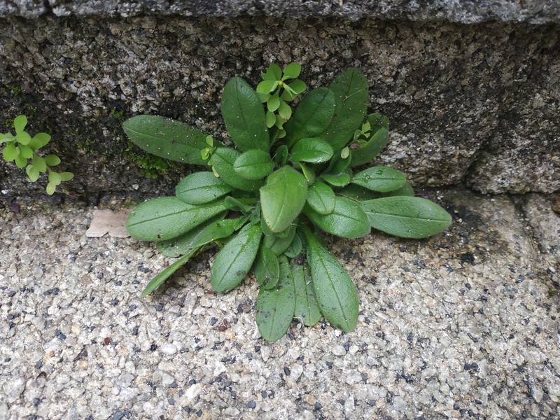 European Cornsalad photo 5