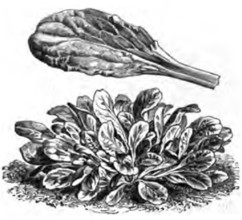 European Cornsalad photo 6