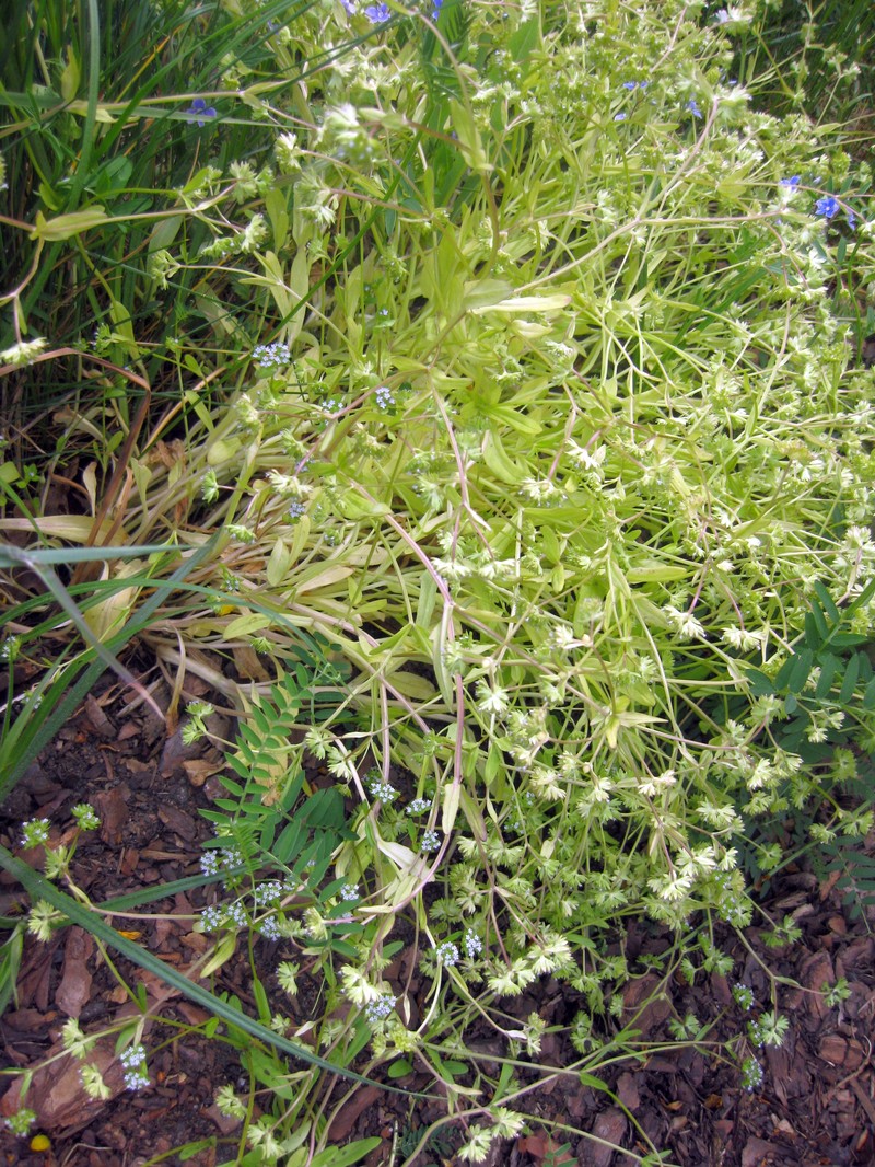 European Cornsalad photo 8