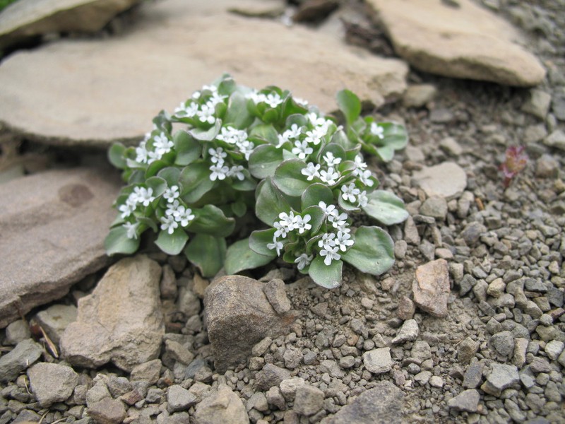 Valeriana caucasica