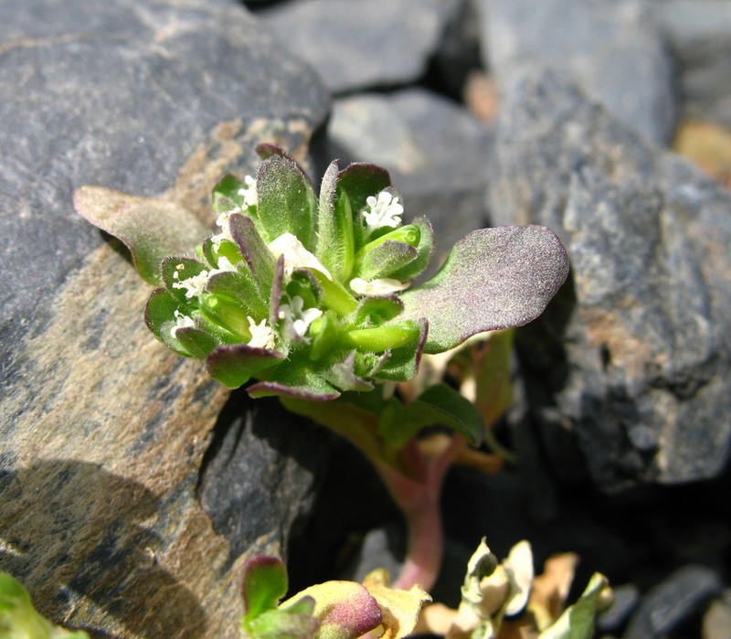 Valeriana caucasica photo 2