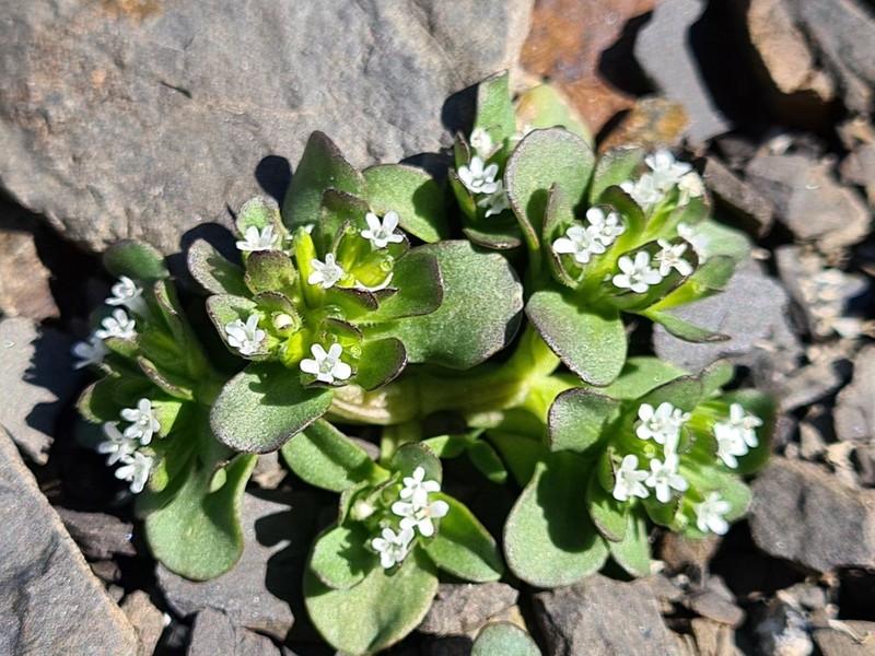 Valeriana caucasica photo 3