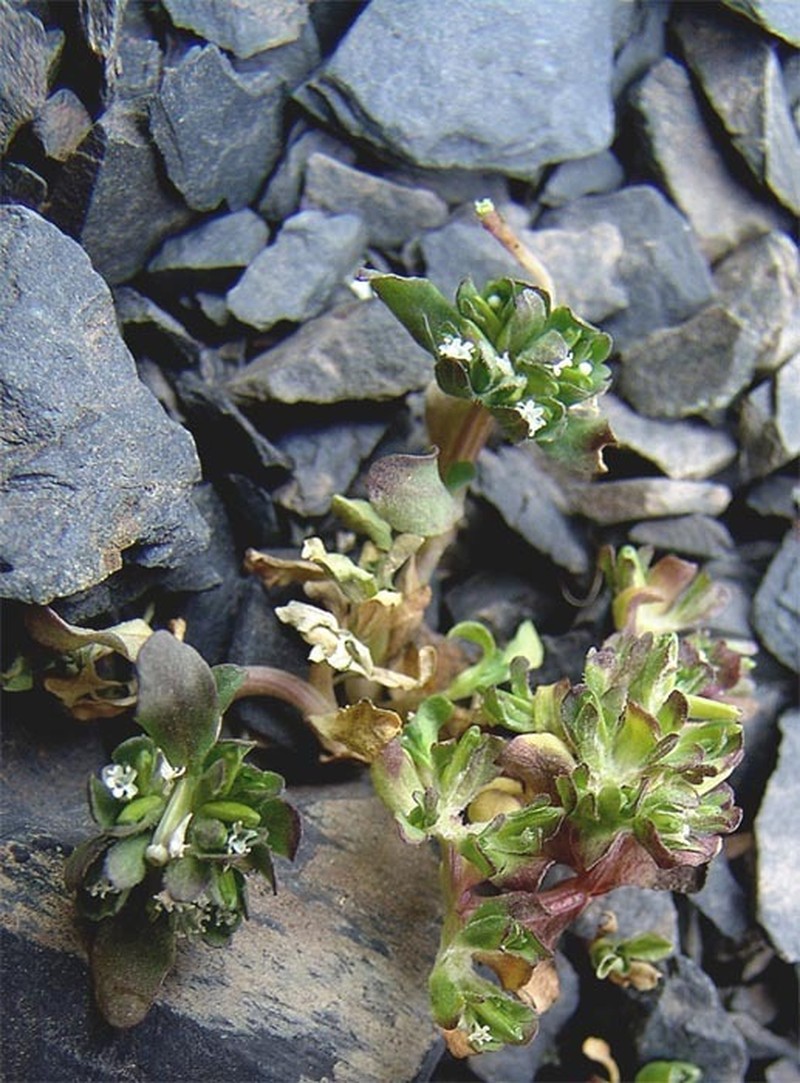 Valeriana caucasica photo 4