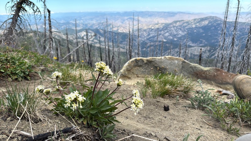 Wenatchee Valerian