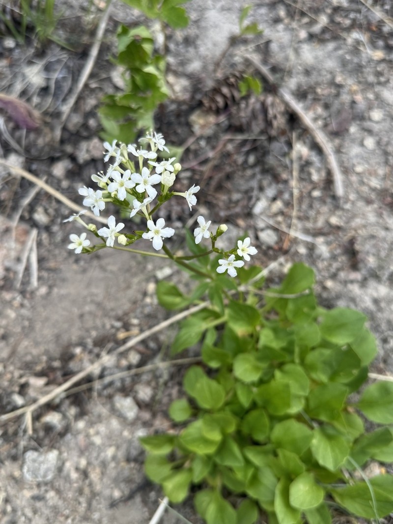 Wenatchee Valerian photo 2