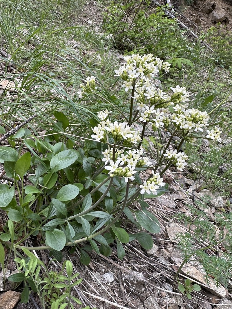Wenatchee Valerian photo 3