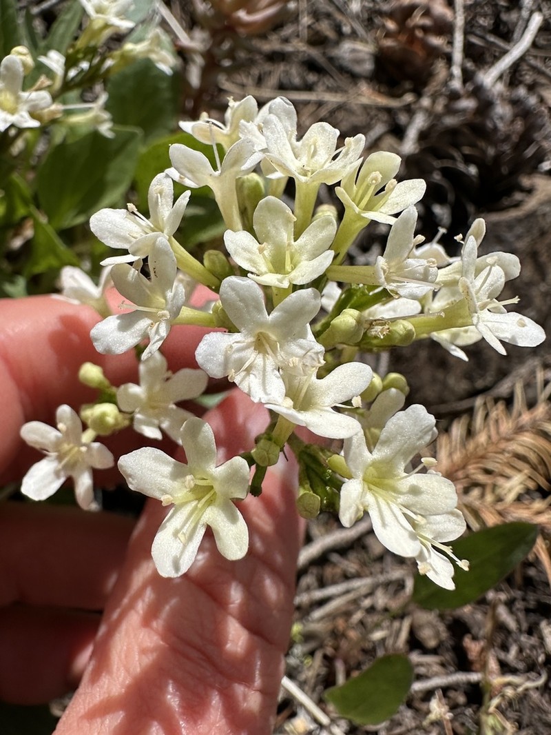 Wenatchee Valerian photo 4