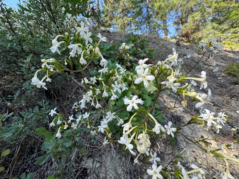 Wenatchee Valerian photo 5
