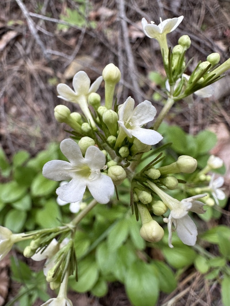 Wenatchee Valerian photo 6