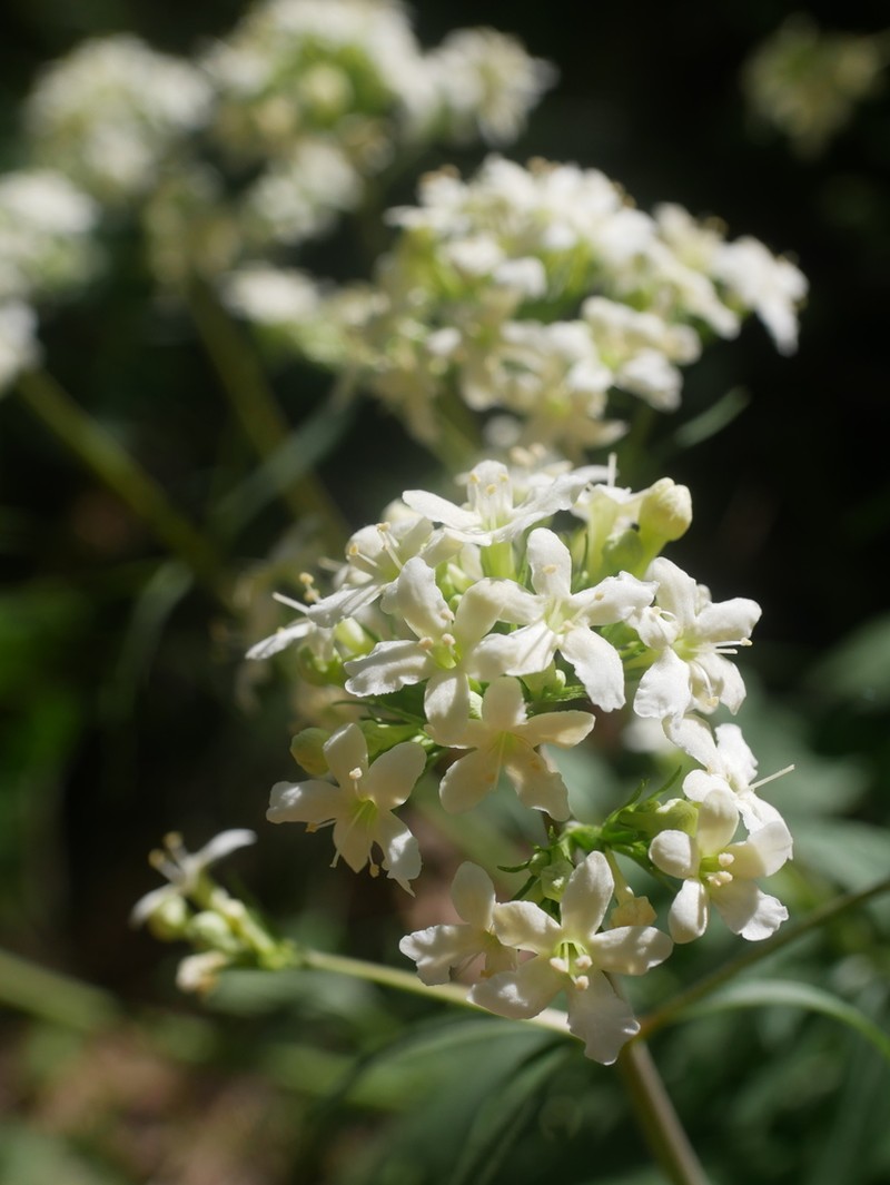 Wenatchee Valerian photo 7