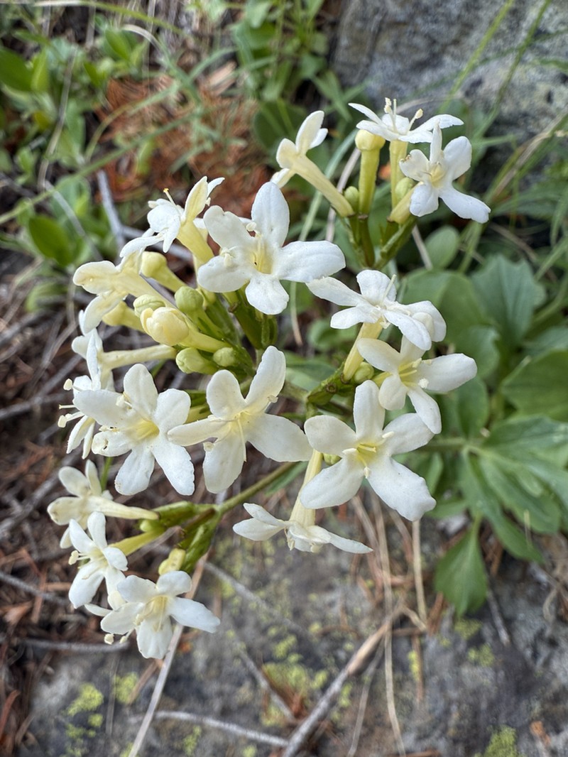Wenatchee Valerian photo 8