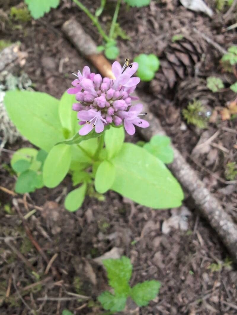 Shortspur Seablush photo 6