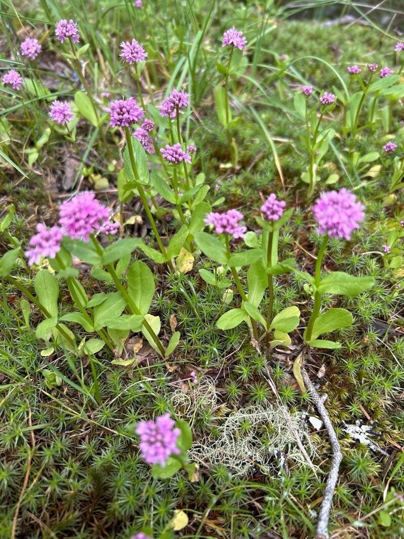 Shortspur Seablush photo 7