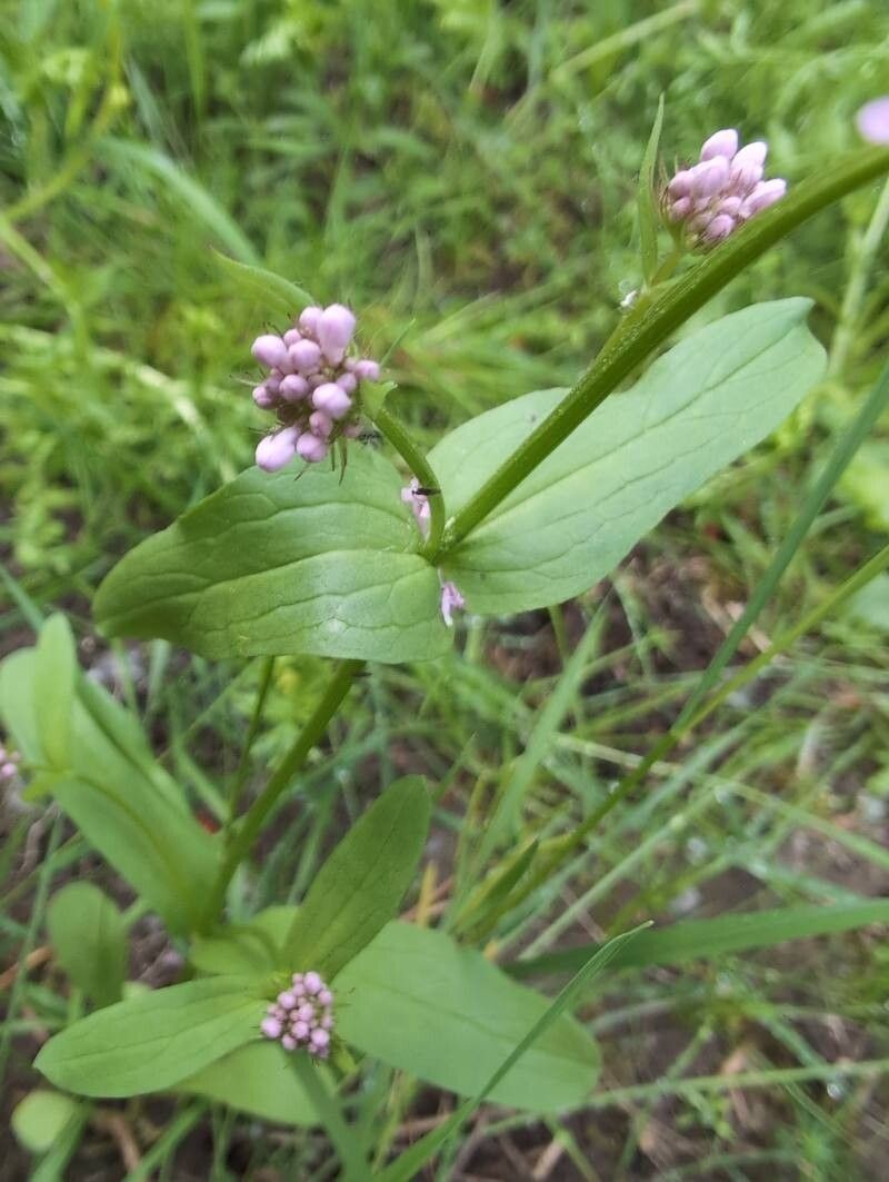 Shortspur Seablush photo 8