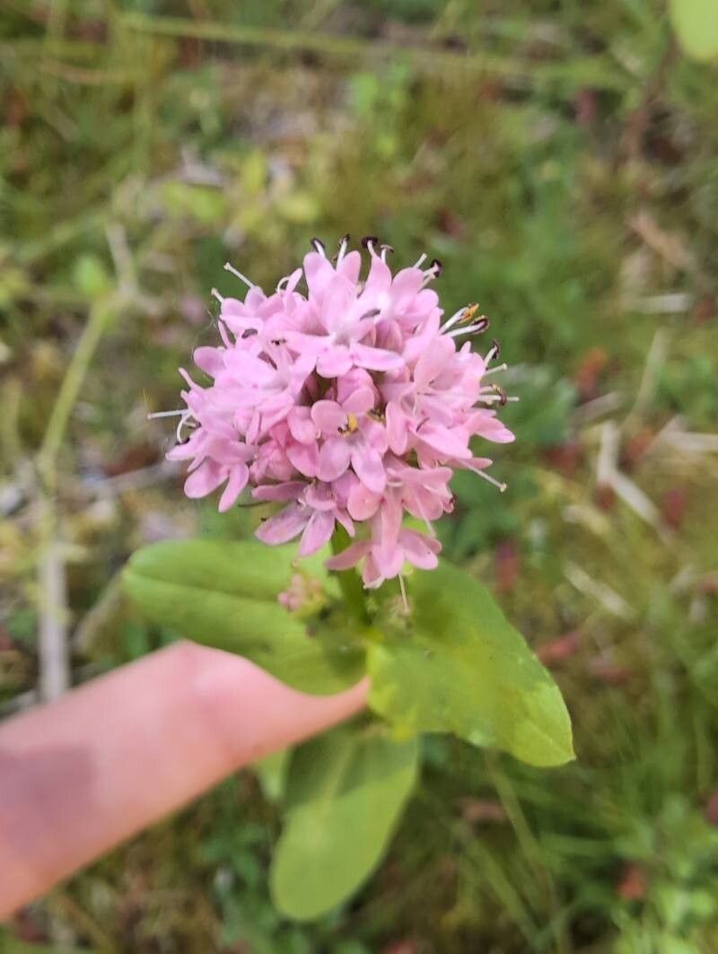 Shortspur Seablush photo 9