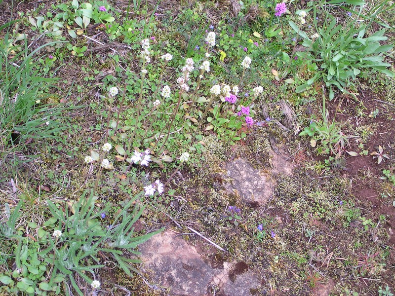 Shortspur Seablush photo 9