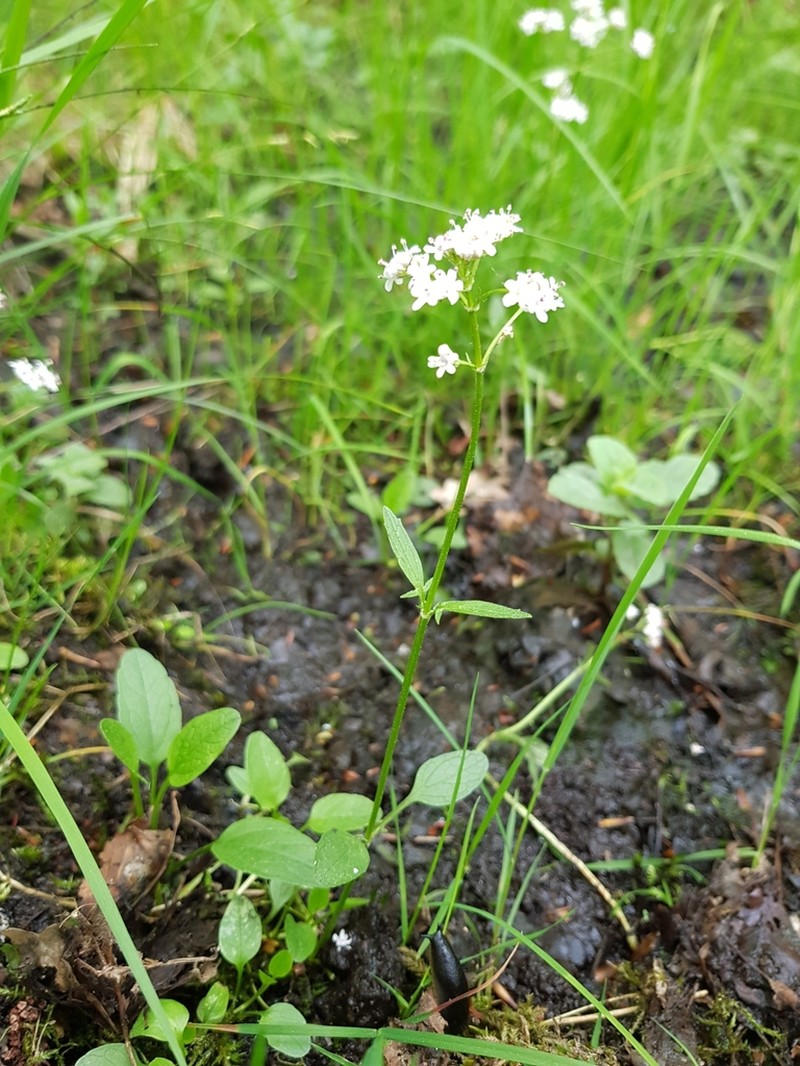 Marsh Valerian photo 3