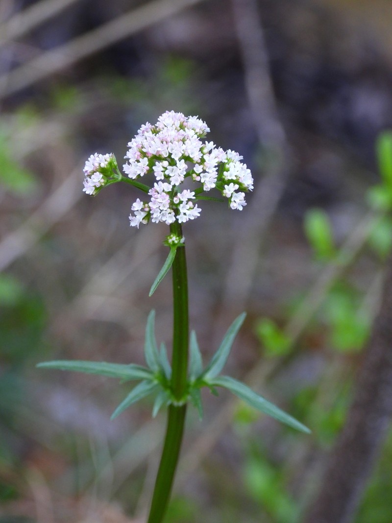 Marsh Valerian photo 4