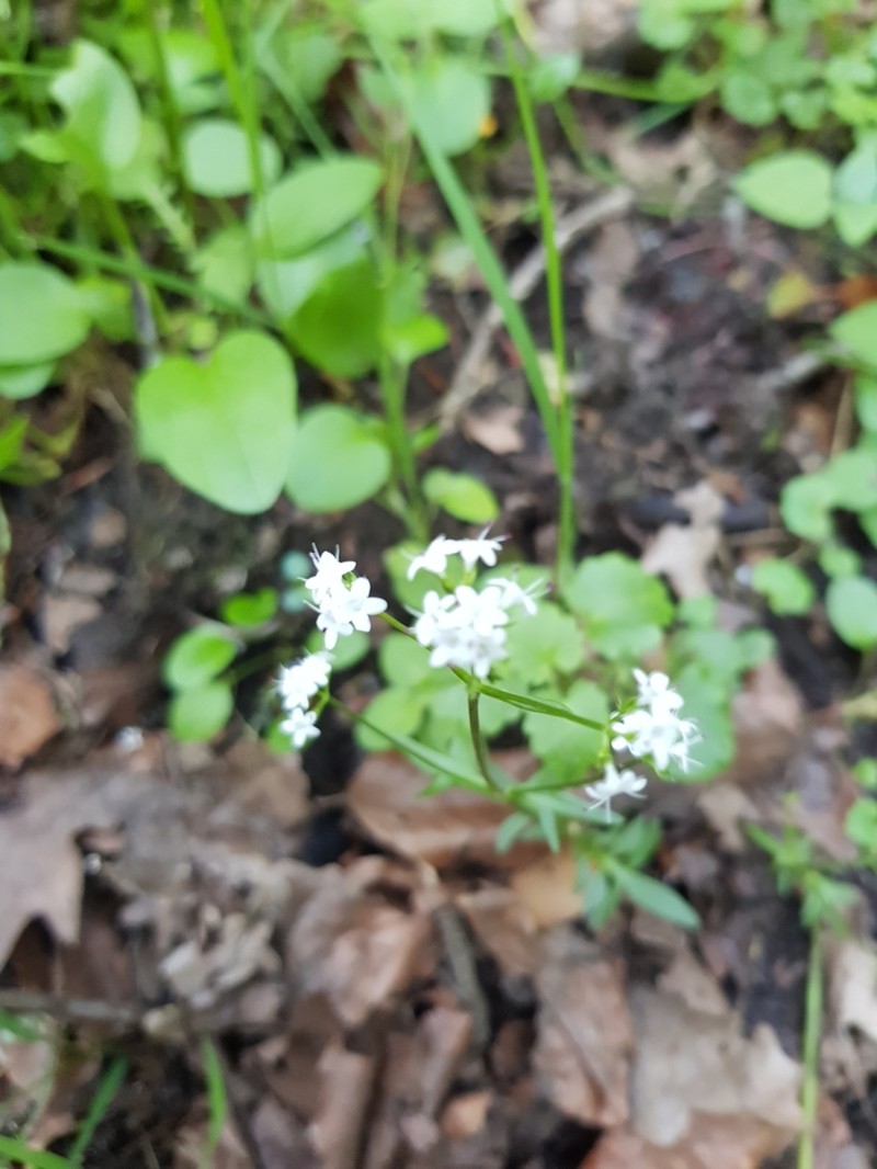 Marsh Valerian photo 5