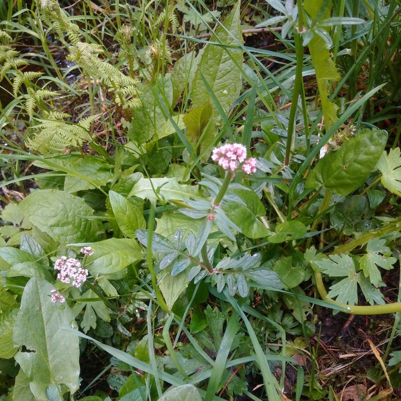 Marsh Valerian photo 6