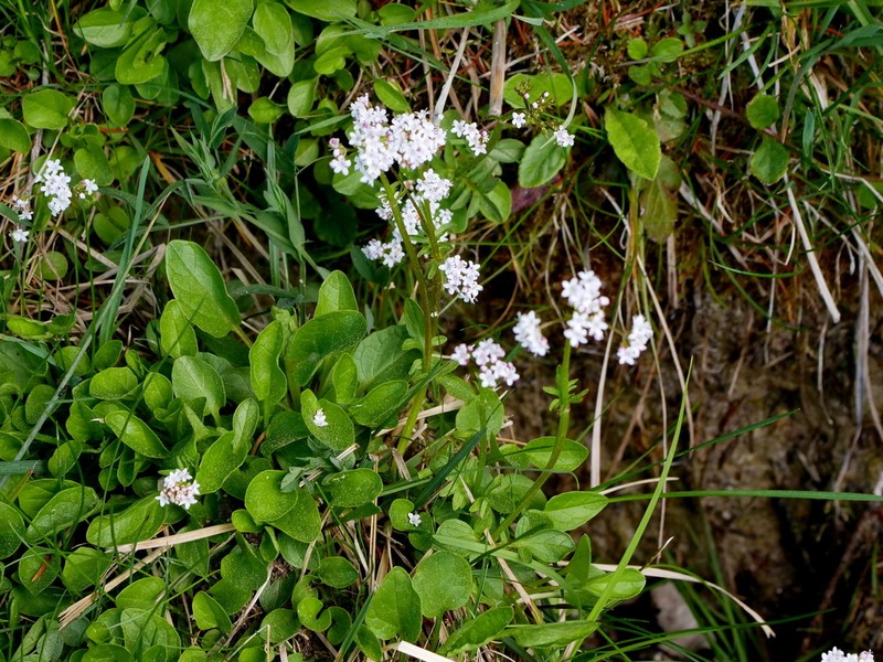 Marsh Valerian photo 7
