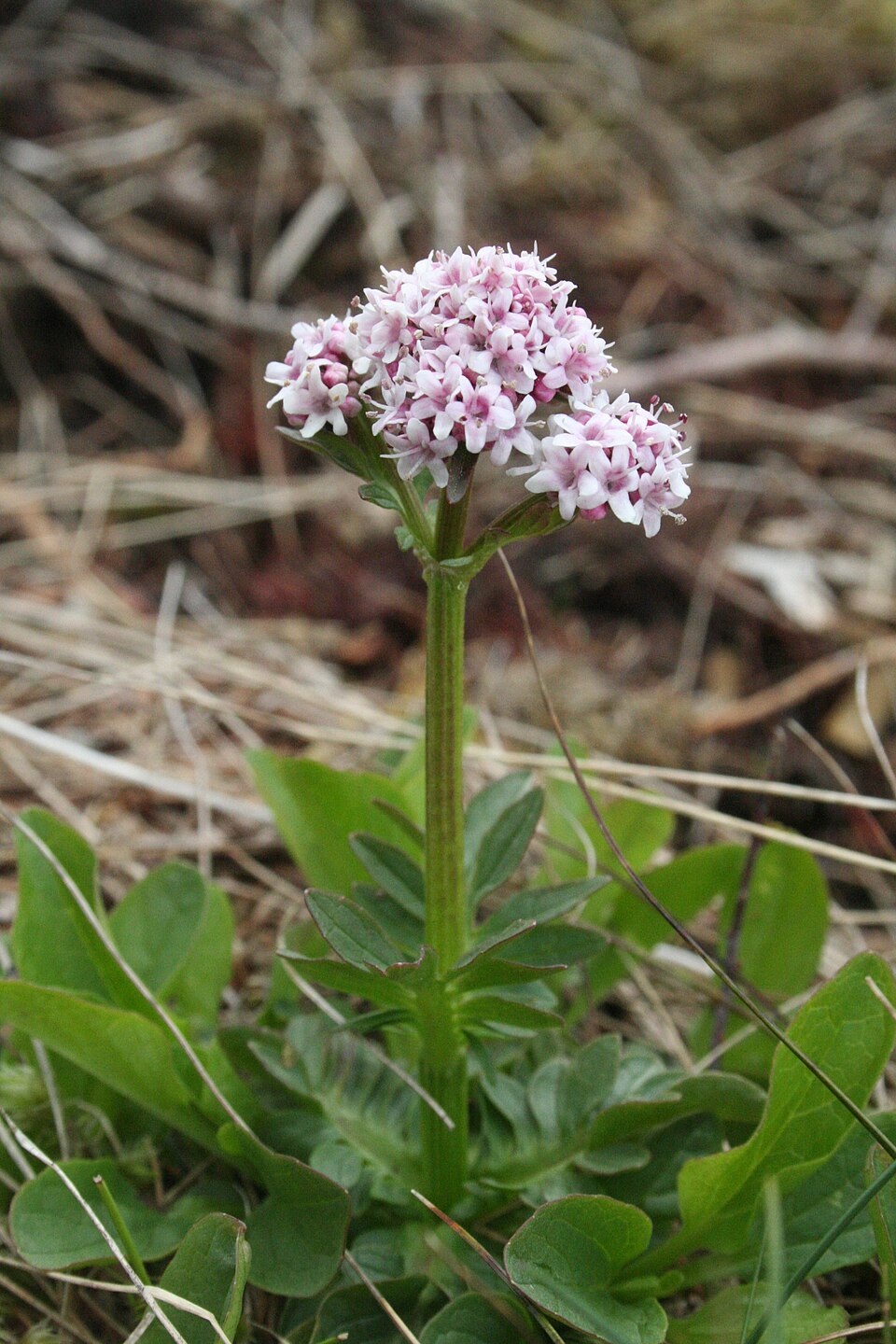 Marsh Valerian photo 5