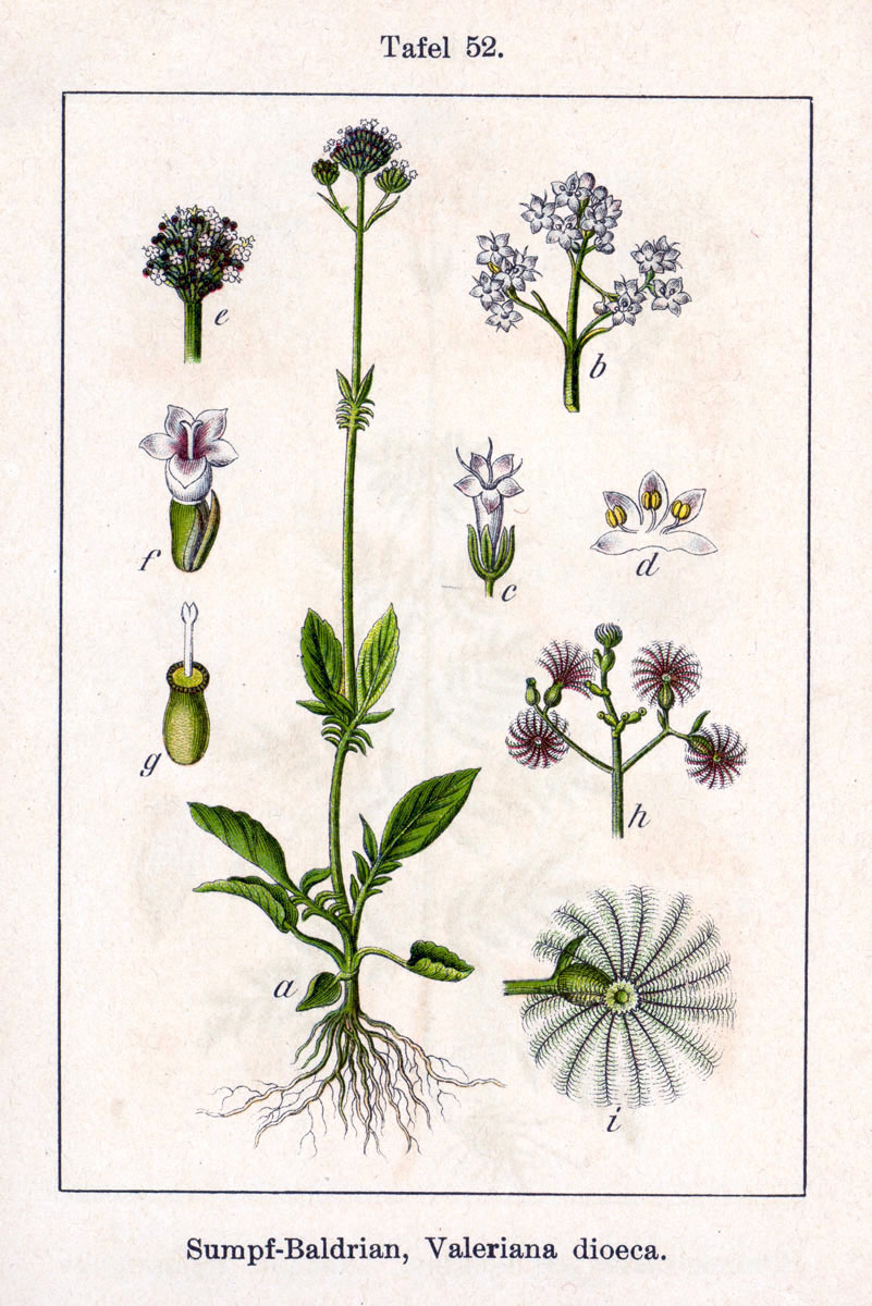 Marsh Valerian