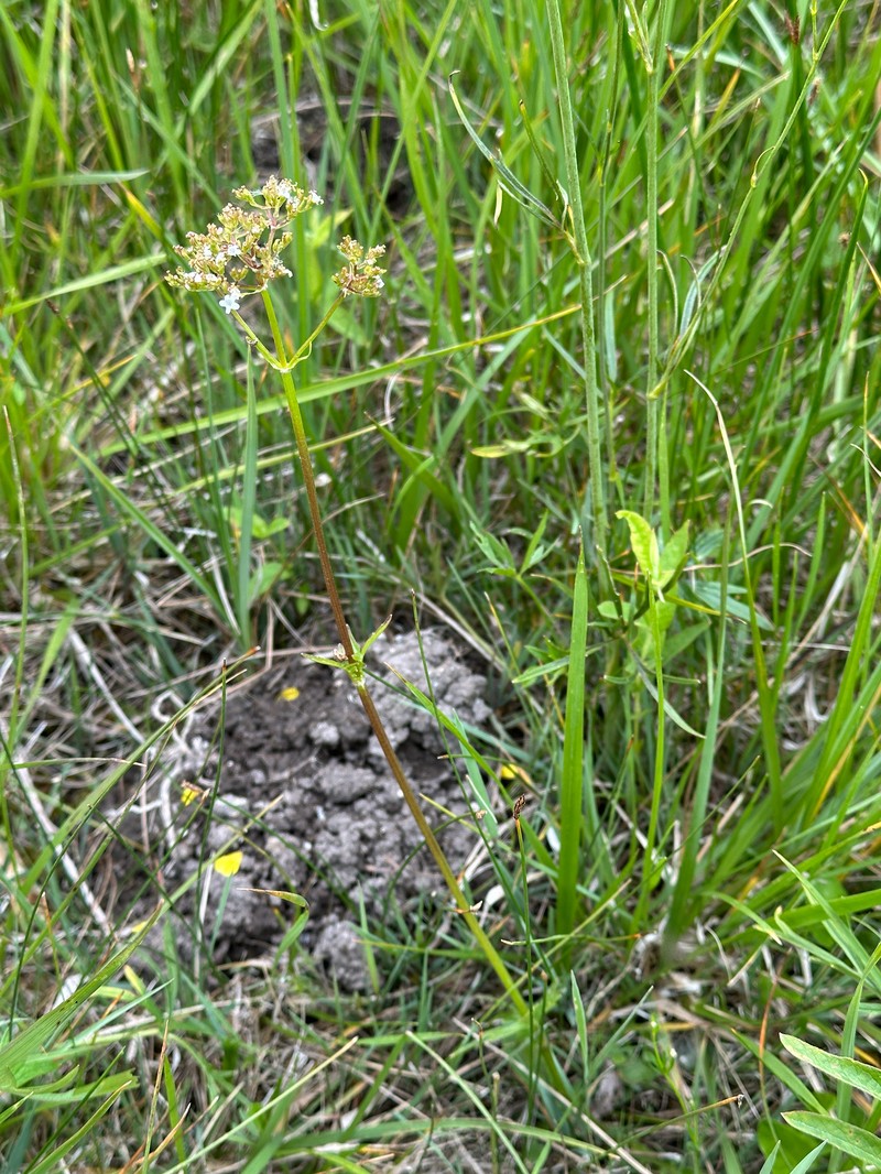 Valeriana dioica subsp. dioica