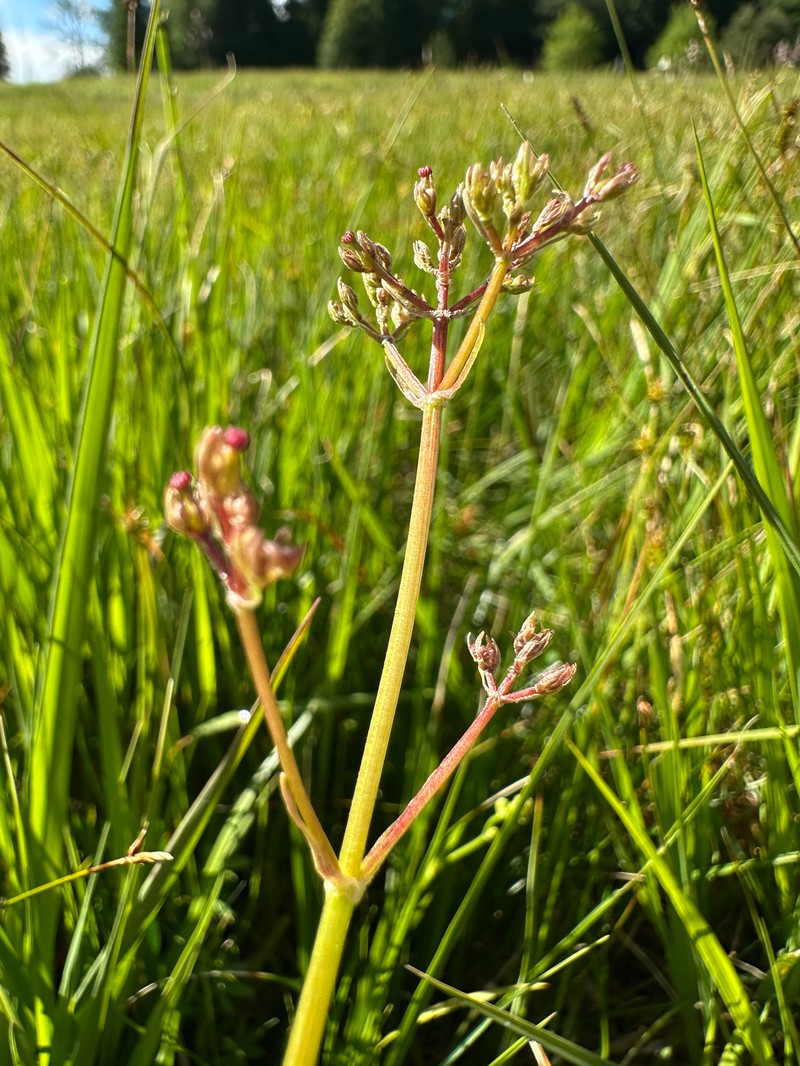 Valeriana dioica subsp. dioica photo 2