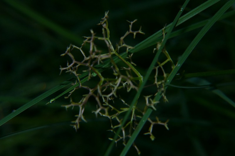 Valeriana dioica subsp. dioica photo 3