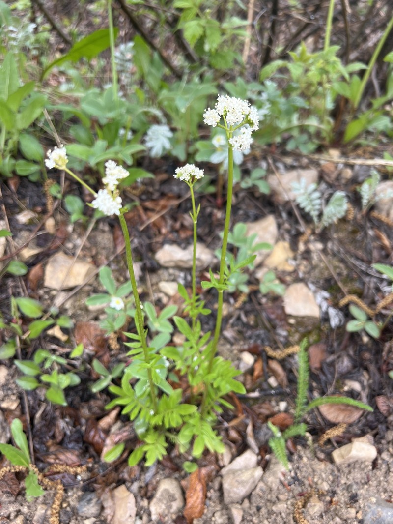 Valeriana dioica var. sylvatica