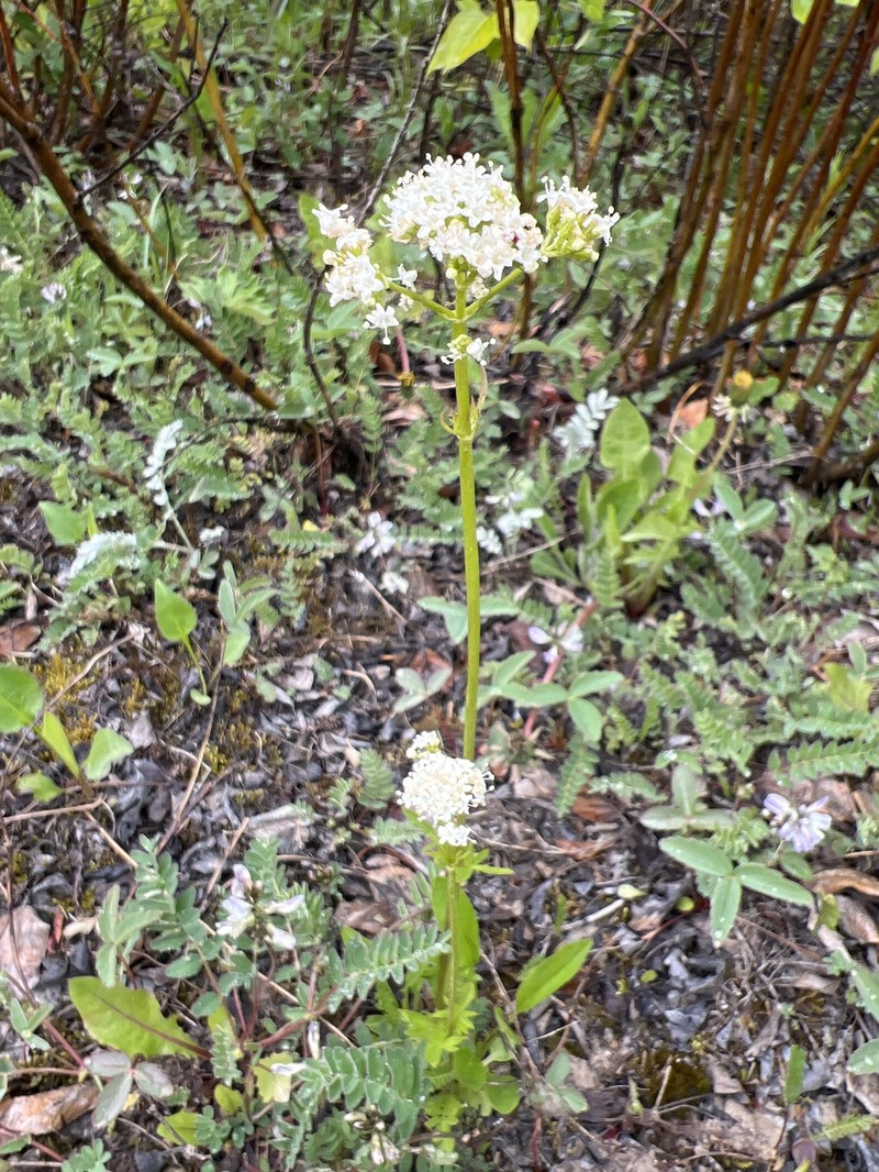 Valeriana dioica var. sylvatica photo 2