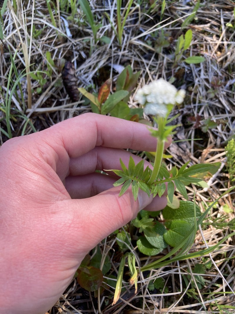Valeriana dioica var. sylvatica photo 3
